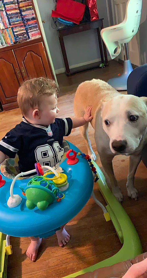 Maverick is registered to the contest to win money with this photo: baby, baby_toddler_clothing, blue, carnivore, chair, child, companion_dog, dog, dog_breed, dog_supply, fawn, fun, green, leisure, person, play, sharing, sporting_group, toddler, toy