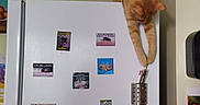 Ory participe au concours pour gagner de l'argent avec cette photo : cat, claw, curious, decor, domestic_animal, feline, household, indoor, kitchen, magnet, magnet_photo, orange_cat, pen, pen_holder, pet, photo, refrigerator, stretching, wall, white_refrigerator