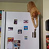 cat, claw, curious, decor, domestic_animal, feline, household, indoor, kitchen, magnet, magnet_photo, orange_cat, pen, pen_holder, pet, photo, refrigerator, stretching, wall, white_refrigerator