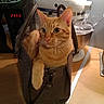 appliance, cat, counter, cozy, curious, cute, domestic, ears, feline, handbag, indoor, kitchen, microwave, mixer, orange_fur, orange_tabby, paws, pet, table, whiskers