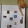 animal, cat, claw, curious, decorations, feline, indoor, kitchen, magnets, orange_tabby, paintbrush, paw, pen_holder, pens, pet, photos, playful, refrigerator, wall, white_background