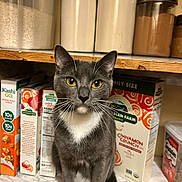 Juniper is registered to the contest to win money with this photo: cat, gray_cat, white_paws, yellow_eyes, kitchen_shelf, cereal_boxes, pantry, container, marble_countertop, indoor, pet, whiskers, curious, sitting, food_storage, household, domestic, feline, closeup, portrait