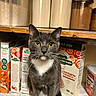 cat, gray_cat, white_paws, yellow_eyes, kitchen_shelf, cereal_boxes, pantry, container, marble_countertop, indoor, pet, whiskers, curious, sitting, food_storage, household, domestic, feline, closeup, portrait