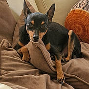 Hermes a rejoint le concours — aidez-le/la à gagner de superbes lots ! animal, black_and_tan, blanket, canine, comfort, cozy, cute, dog, ears, fur, home, indoor, looking, lying_down, pet, pillow, relaxed, resting, small_dog, soft_texture