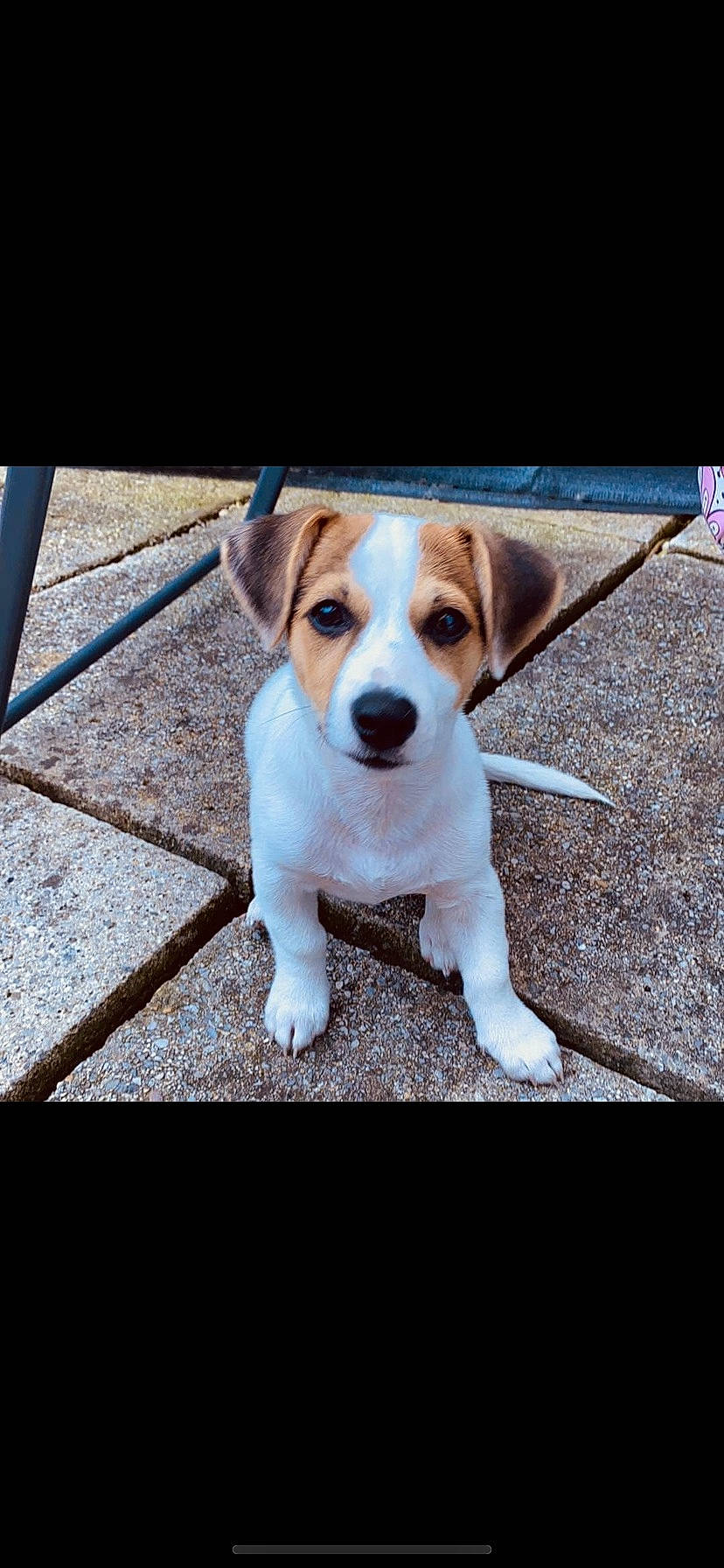 Spyke participe au concours pour gagner de l'argent avec cette photo : canidae, carnivore, collar, companion_dog, dog, dog_breed, fawn, font, hunting_dog, irishjacks, metal, photo_caption, puppy, rectangle, road_surface, snout, sporting_group, square