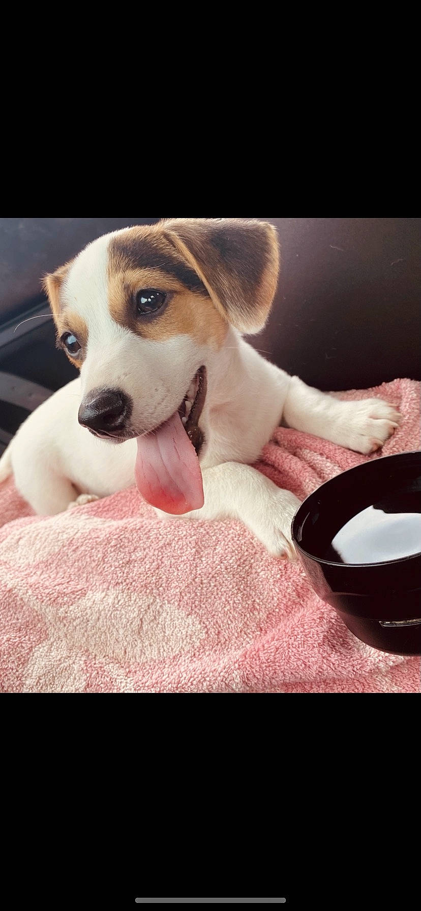 Spyke participe au concours pour gagner de l'argent avec cette photo : beagle, canidae, carmine, carnivore, collar, comfort, companion_dog, dog, dog_breed, dog_collar, fawn, fur, hound, paw, pet_supply, scent_hound, snout, sporting_group, whiskers, working_animal