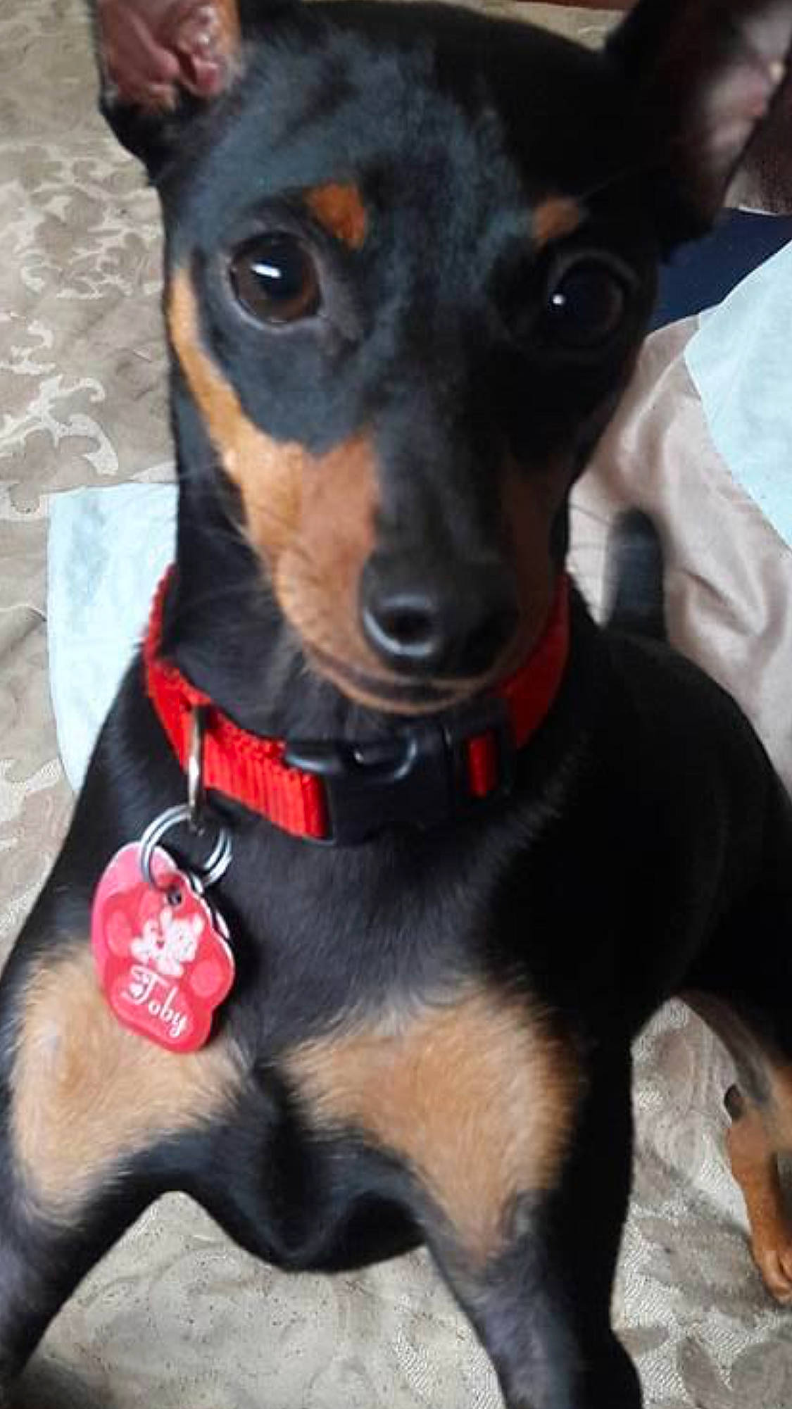 Toby is registered to the contest to win money with this photo: bow_tie, canidae, carnivore, collar, companion_dog, dog, dog_breed, dog_collar, dog_supply, fashion_accessory, fawn, leash, pet_supply, snout, sporting_group, strap, toy_dog, whiskers, working_animal, working_dog