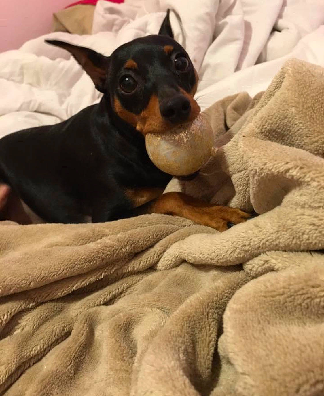 Toby joined the competition — help win amazing prizes! bed, brown, carnivore, comfort, companion_dog, dog, dog_breed, ear, fawn, fur, guard_dog, linens, pinscher, prazsky_krysarik, russkiy_toy, snout, sporting_group, toy_dog, whiskers, working_animal