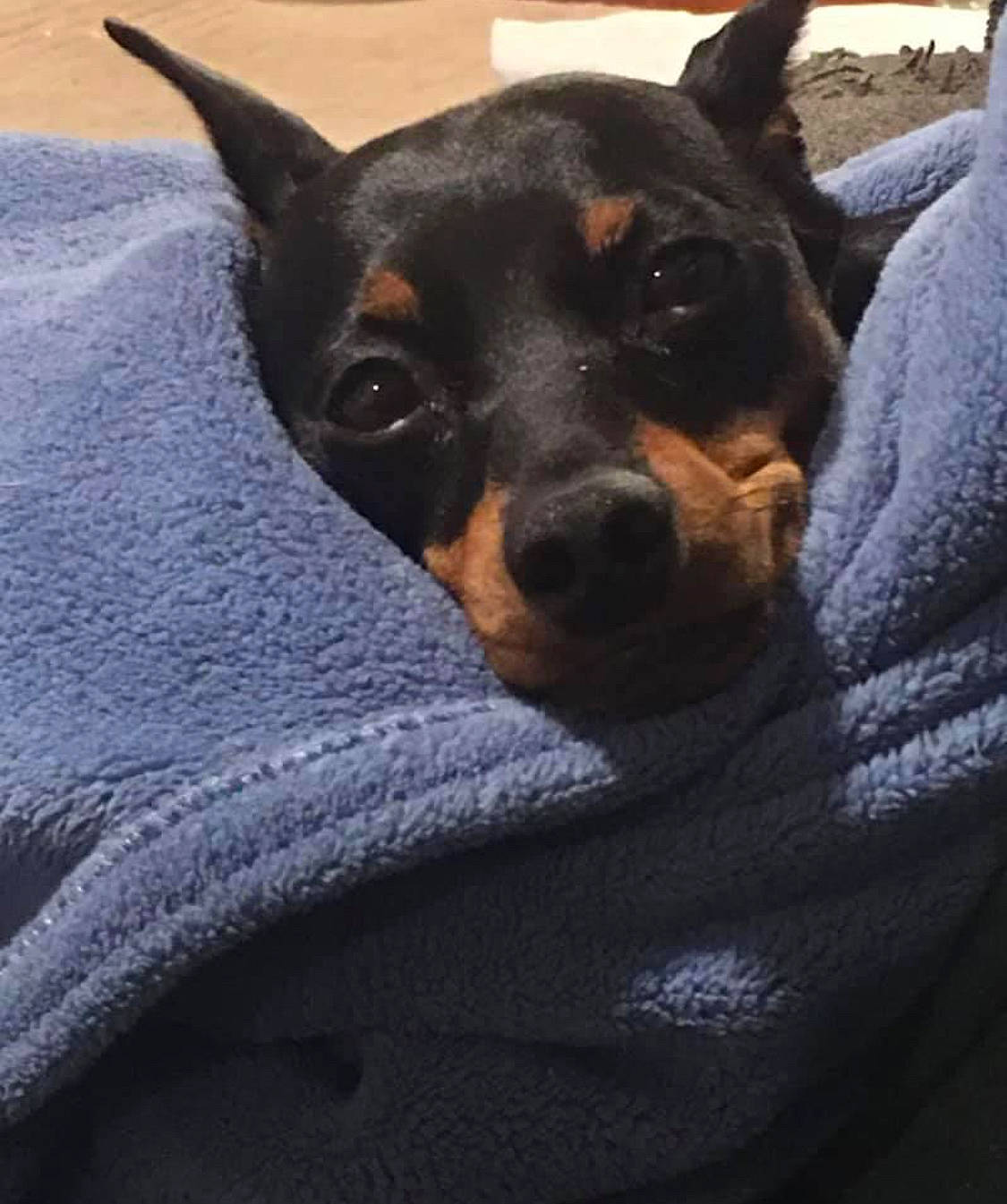 Toby joined the competition — help win amazing prizes! canidae, carnivore, comfort, companion_dog, dog, dog_breed, fur, grey, guard_dog, paw, pinscher, prazsky_krysarik, puppy, sporting_group, terrestrial_animal, toy_dog, whiskers, working_dog