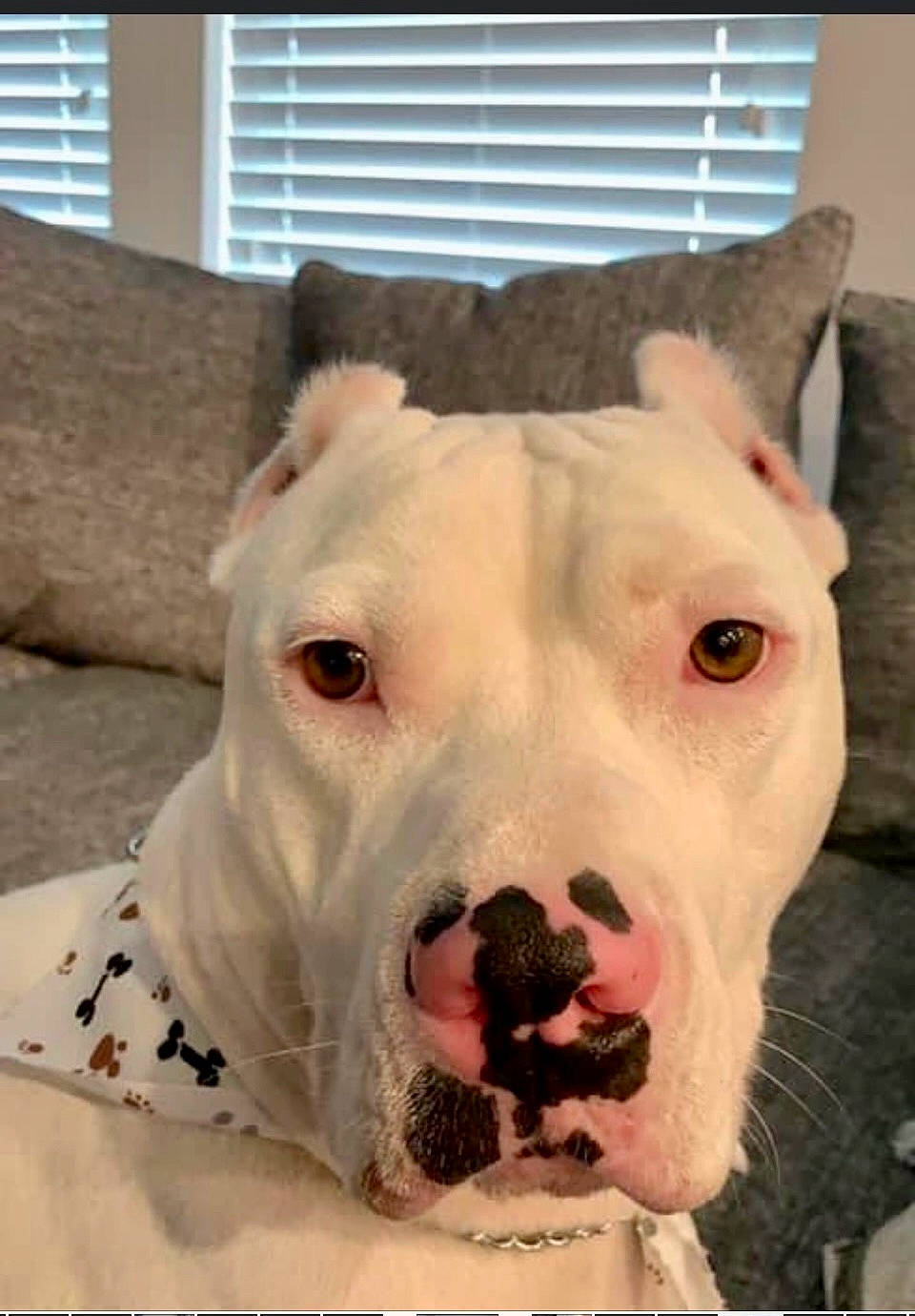 Brutus is registered to the contest to win money with this photo: canidae, carnivore, collar, companion_dog, dog, dog_breed, dog_supply, dogo_argentino, fang, fawn, guard_dog, jaw, non_sporting_group, pet_supply, snout, sporting_group, terrestrial_animal, whiskers, working_animal, working_dog