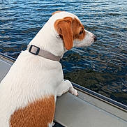 Chief is registered to the contest to win money with this photo: dog, white_and_brown, lake, water, boat, outdoor, animal, pet, nature, canine, collar, side_view, curious, rippling_water, trees, daylight, calm, leisure, summer, travel
