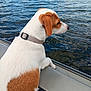 dog, white_and_brown, lake, water, boat, outdoor, animal, pet, nature, canine, collar, side_view, curious, rippling_water, trees, daylight, calm, leisure, summer, travel