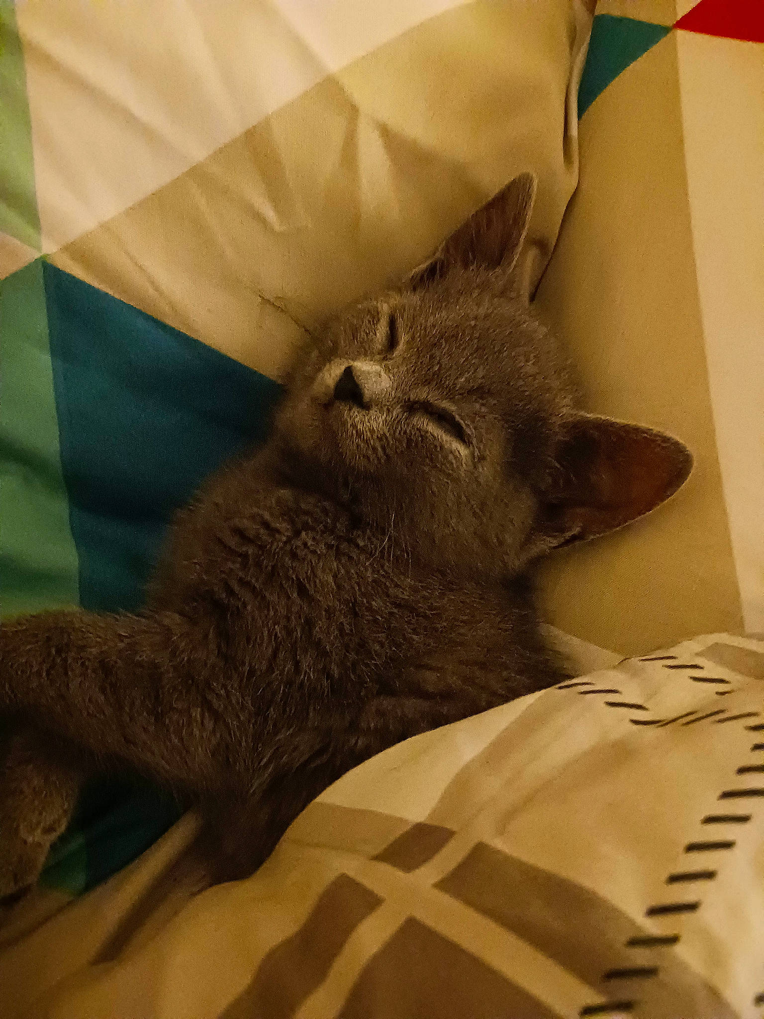 Tao participe au concours pour gagner de l'argent avec cette photo : bed, bed_sheet, bedding, black_cat, carnivore, cat, comfort, domestic_short_haired_cat, fawn, felidae, fur, grey, linens, nap, paw, room, small_to_medium_sized_cats, snout, tail, whiskers