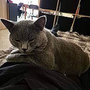 Tao a rejoint le concours — aidez-le/la à gagner de superbes lots ! cat, gray_cat, pet, indoor, relaxed, lap, feline, fur, animal, cozy, home, sitting, resting, person, shelf, furniture, blanket, soft_light, quiet, comfort