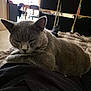 cat, gray_cat, pet, indoor, relaxed, lap, feline, fur, animal, cozy, home, sitting, resting, person, shelf, furniture, blanket, soft_light, quiet, comfort