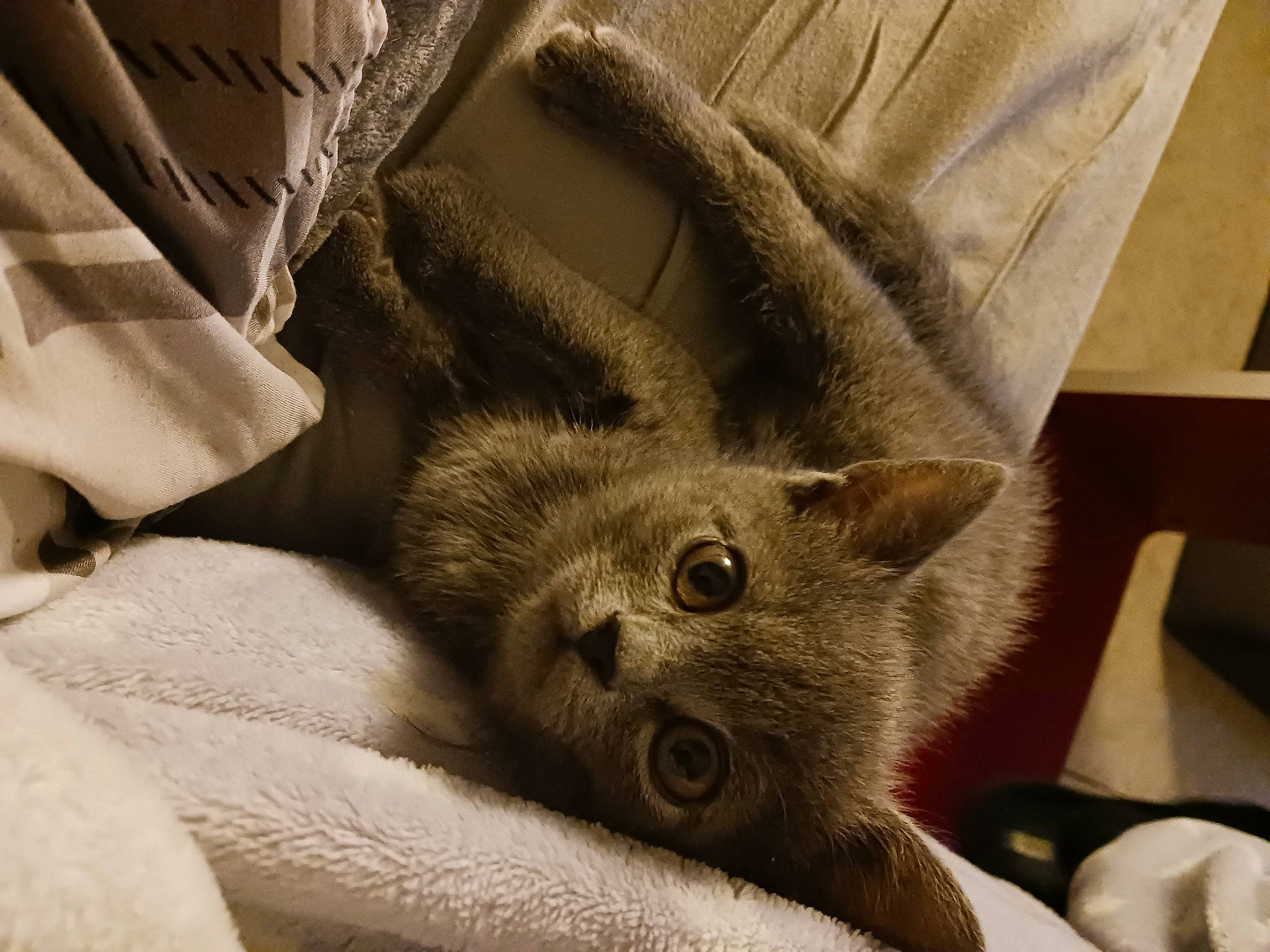 Tao a rejoint le concours — aidez-le/la à gagner de superbes lots ! carnivore, cat, cat_supply, claw, comfort, domestic_short_haired_cat, ear, fawn, felidae, fur, grey, hardwood, linens, paw, small_to_medium_sized_cats, snout, tail, whiskers, wood