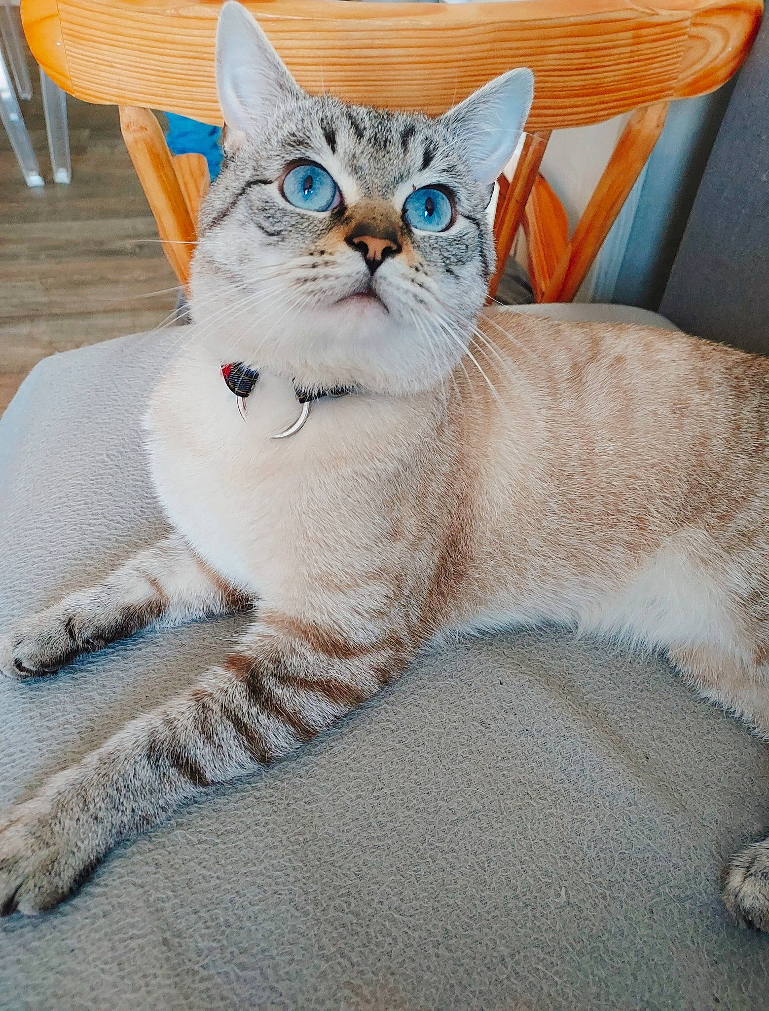 Rayban a rejoint le concours — aidez-le/la à gagner de superbes lots ! carnivore, cat, cat_supply, chair, claw, collar, comfort, domestic_short_haired_cat, fawn, felidae, fur, paint, paw, photo_caption, small_to_medium_sized_cats, tail, terrestrial_animal, whiskers, wildlife