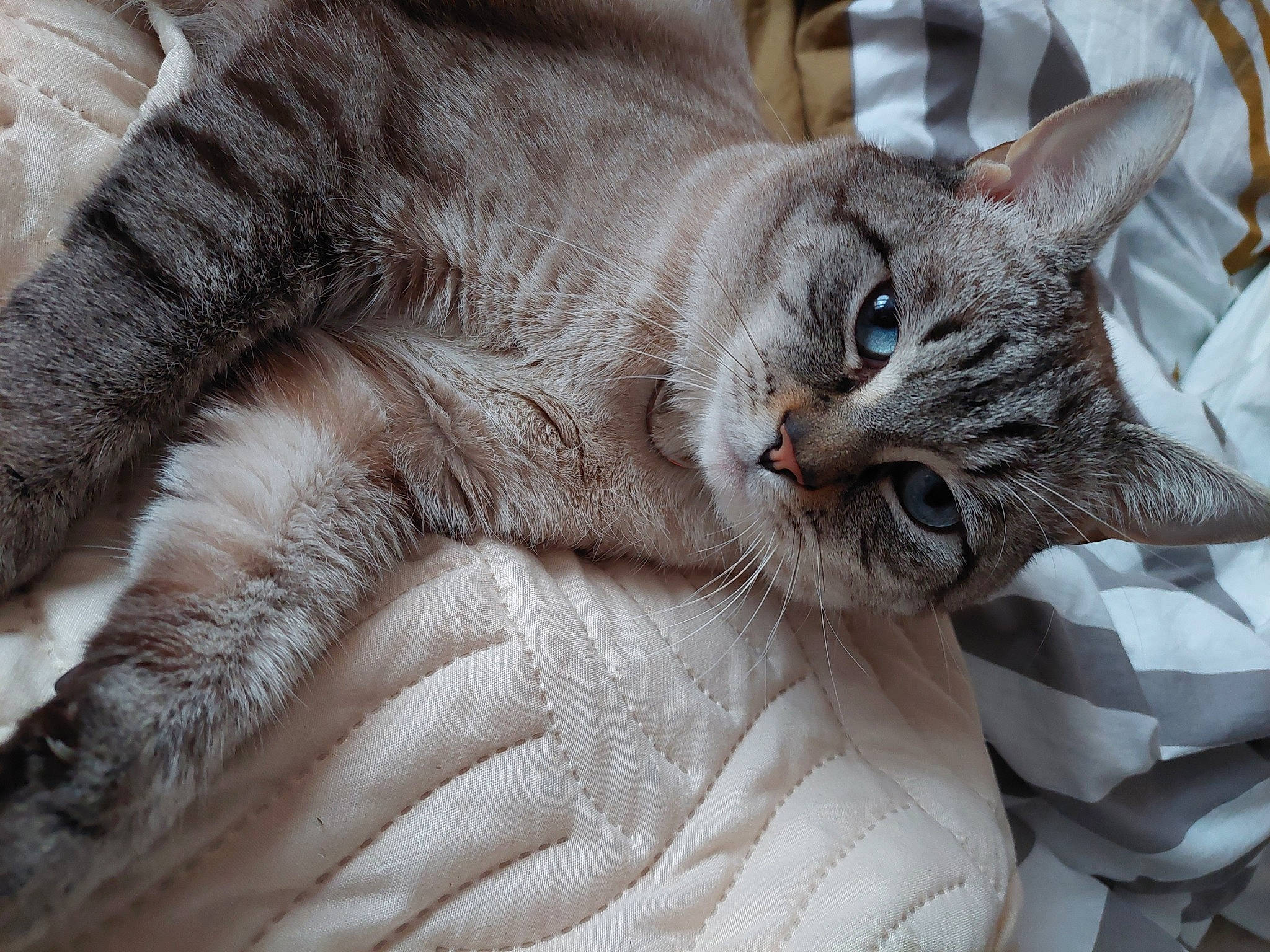 Rayban a rejoint le concours — aidez-le/la à gagner de superbes lots ! bed, carnivore, cat, cat_bed, claw, comfort, domestic_short_haired_cat, ear, fawn, felidae, fur, grey, nap, paw, sitting, small_to_medium_sized_cats, snout, tail, whiskers