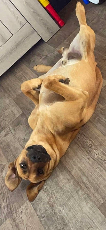 Alexander a rejoint le concours — aidez-le/la à gagner de superbes lots ! canidae, carnivore, comfort, companion_dog, dog, dog_breed, fawn, flooring, hardwood, jaw, mammal, paw, pet_supply, puppy, snout, sporting_group, tail, terrestrial_animal, wood, working_animal