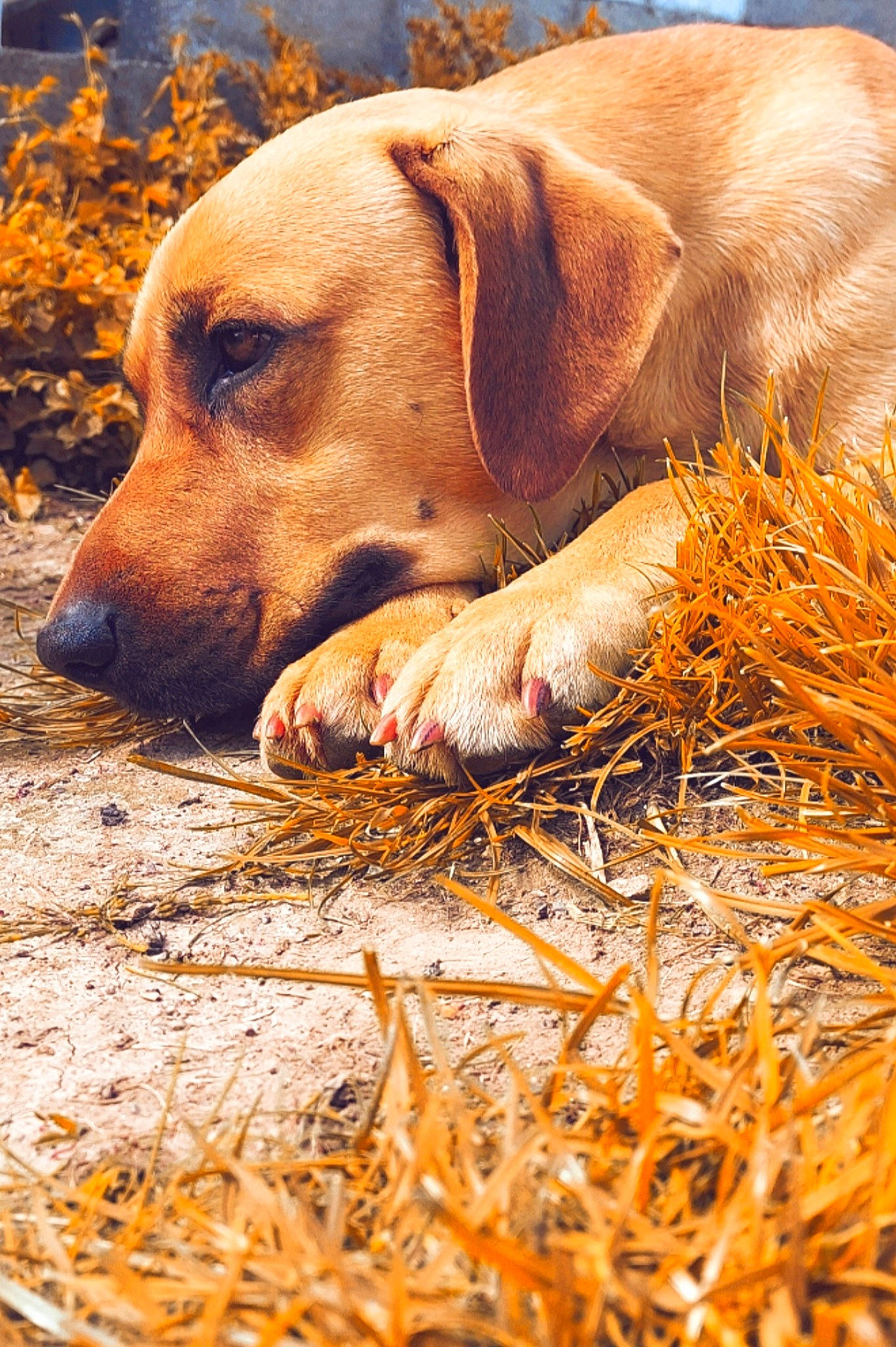 Alexander a rejoint le concours — aidez-le/la à gagner de superbes lots ! adaptation, carnivore, companion_dog, dog, dog_breed, dog_supply, fawn, fur, grass, labrador_retriever, liver, mammal, plant, retriever, snout, terrestrial_animal, vertebrate, whiskers, wood, working_animal