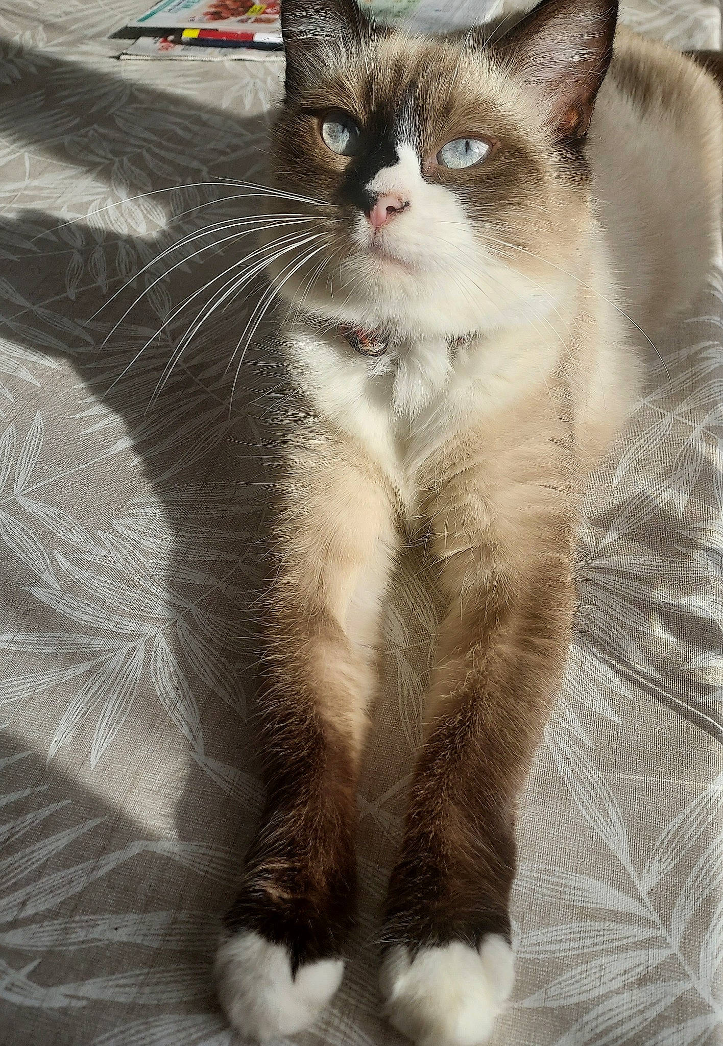 Perle participe au concours pour gagner de l'argent avec cette photo : carnivore, cat, claw, domestic_short_haired_cat, felidae, fur, paw, photo_caption, photography, small_to_medium_sized_cats, tail, terrestrial_animal, whiskers, window