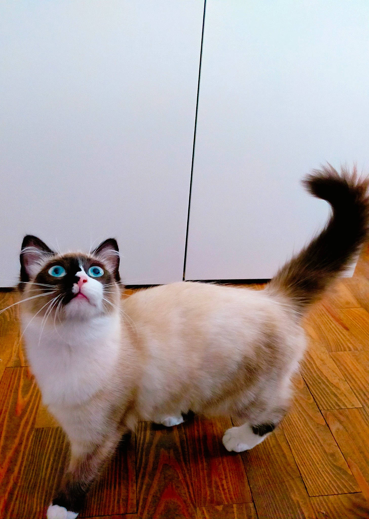 Perle participe au concours pour gagner de l'argent avec cette photo : aegean_cat, american_curl, asian, balinese, birman, carnivore, cat, fawn, felidae, fur, kitten, mammal, munchkin, napoleon_cat, ragamuffin, ragdoll, small_to_medium_sized_cats, tail, vertebrate, whiskers