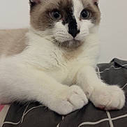 Angel joined the competition — help win amazing prizes! cat, animal, pet, feline, fur, whiskers, ears, paws, bed, blanket, indoor, resting, cute, closeup, portrait, domestic, mammal, sleepy, relaxed, soft