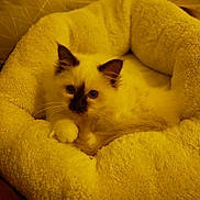 Aribo a rejoint le concours — aidez-le/la à gagner de superbes lots ! cat, fluffy, pet_bed, indoor, cozy, white_cat, dark_markings, animal, cute, relaxed, feline, soft, resting, ears, whiskers, paws, home, comfort, warm_lighting, close_up