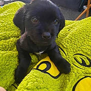 Star joined the competition — help win amazing prizes! puppy, dog, black, blanket, green, fluffy, cute, pet, indoor, young, fur, animal, cozy, small, closeup, looking, comfort, home, soft, adorable