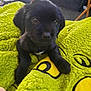 puppy, dog, black, blanket, green, fluffy, cute, pet, indoor, young, fur, animal, cozy, small, closeup, looking, comfort, home, soft, adorable