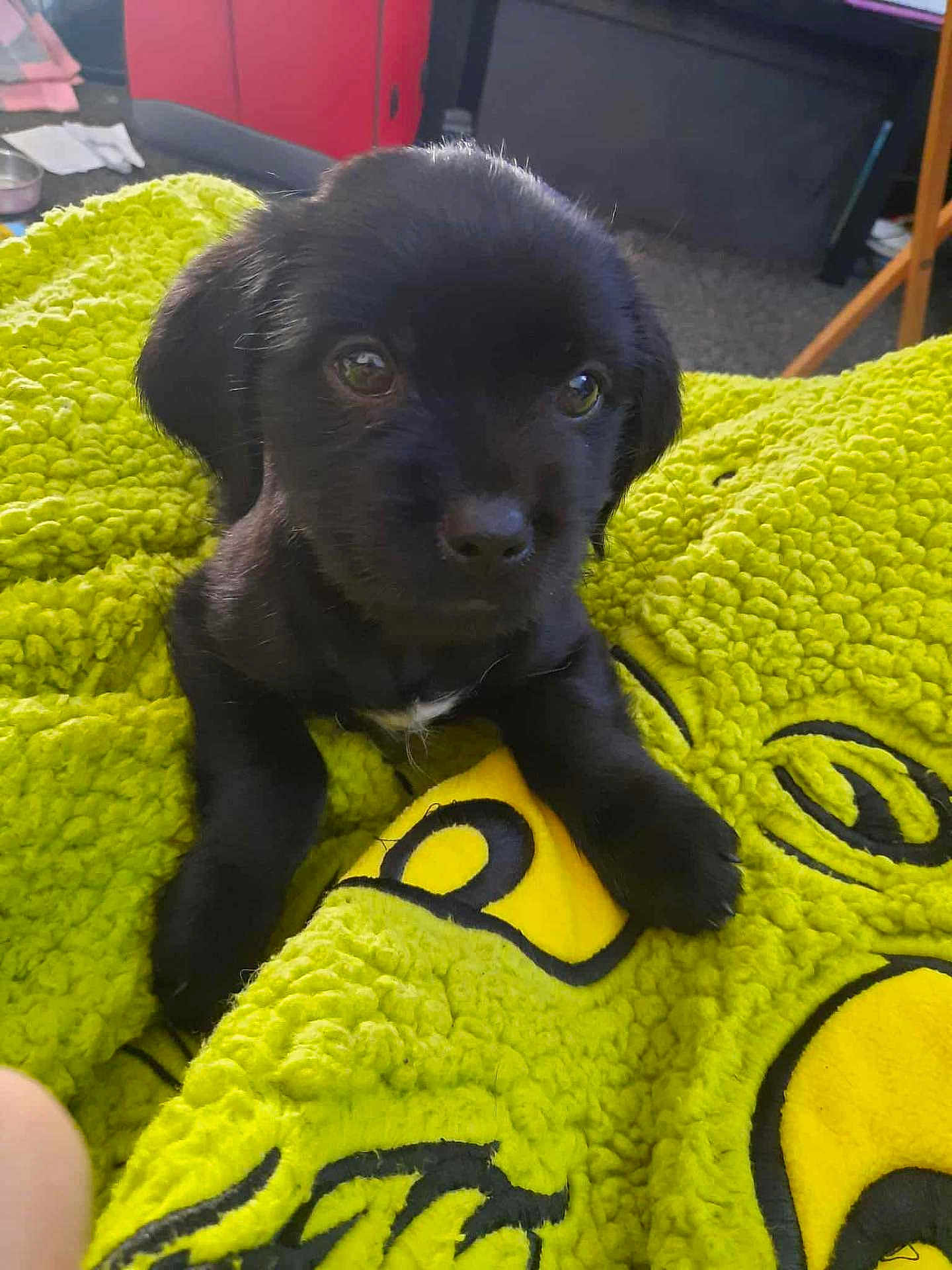 Star joined the competition — help win amazing prizes! puppy, dog, black, blanket, green, fluffy, cute, pet, indoor, young, fur, animal, cozy, small, closeup, looking, comfort, home, soft, adorable