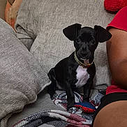 Raven is registered to the contest to win money with this photo: puppy, dog, black_and_white, toy, spiderman, blanket, couch, pillows, plush_toy, person_arm, collar, indoor, pet, cute, small_dog, seated, looking_at_camera, cozy, home, resting