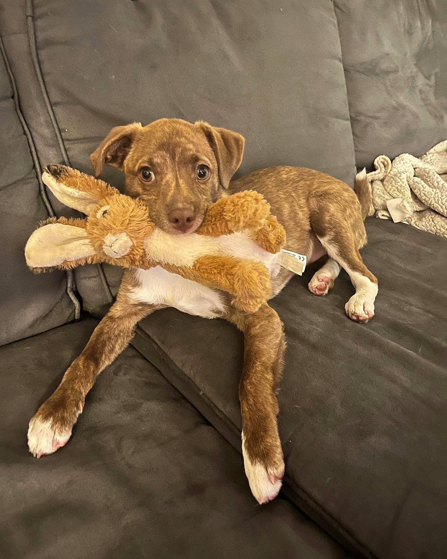 Obi joined the competition — help win amazing prizes! art, canidae, carnivore, companion_dog, dog, dog_breed, fawn, felidae, fur, liver, paw, plant, snout, sporting_group, tail, terrestrial_animal, toy, whiskers, wood, working_animal