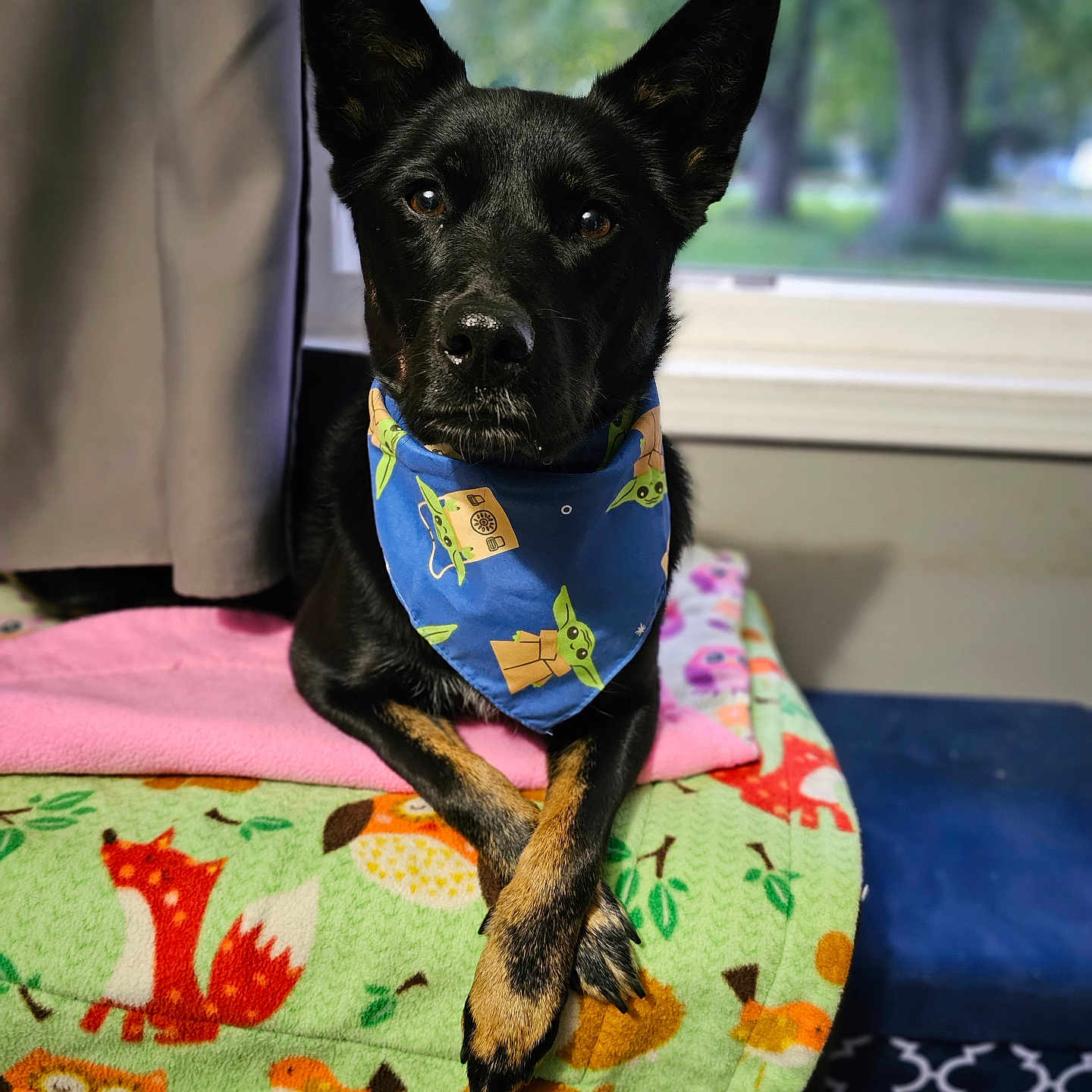 Ryder is registered to the contest to win money with this photo: accessories, adult, animal, bandana, canine, couch, cushion, dog, formalwear, furniture, headband, homedecor, hound, male, man, person, pet, puppy, strap, tie