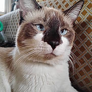 Tyrion joined the competition — help win amazing prizes! animal, blue_eyes, cat, close_up, cushion, cute, domestic_cat, ears, face, feline, fur, indoor, patterned, pet, portrait, relaxed, resting, siamese, sitting, whiskers