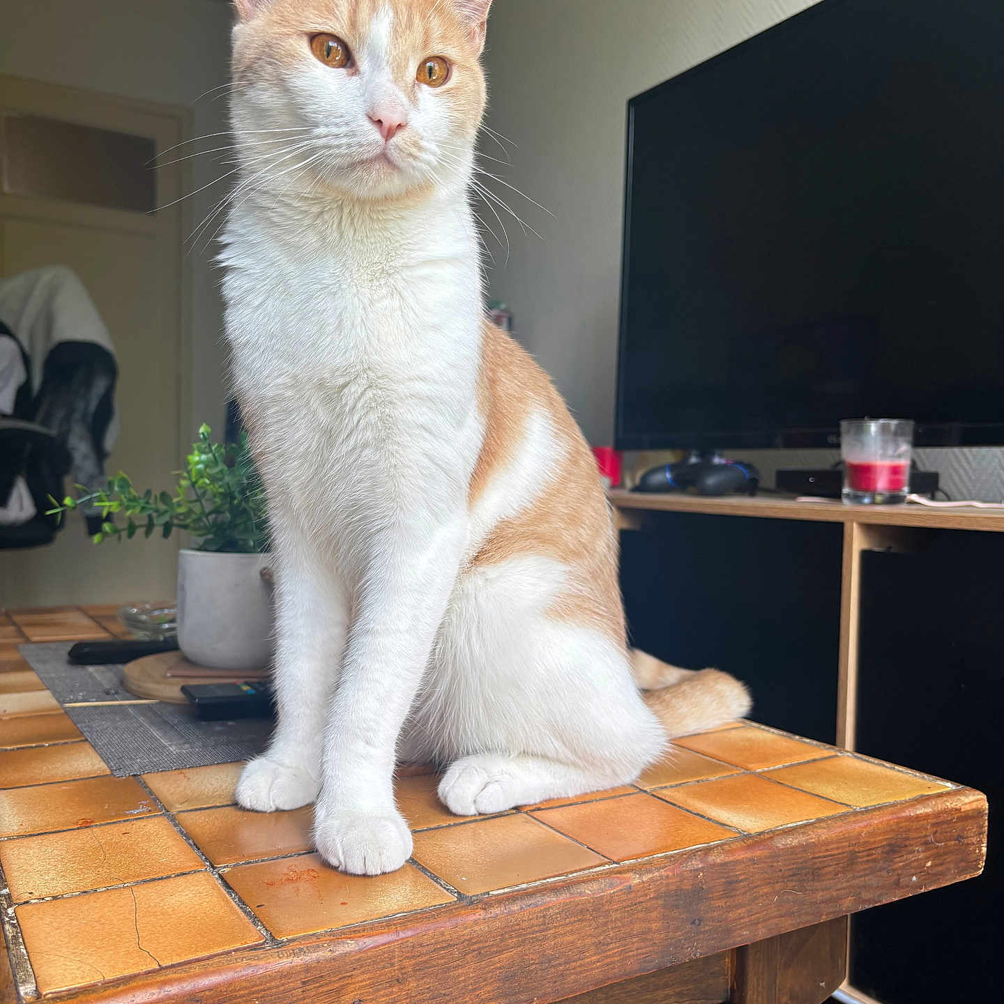 Tigrou participe au concours pour gagner de l'argent avec cette photo : animal, calm, candle, cat, curious, domestic_cat, eyes, furniture, indoor, living_room, orange_and_white_cat, pet, plant, remote_control, sitting, table, television, tiled_table, whiskers, wooden_table