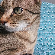 Pumba a rejoint le concours — aidez-le/la à gagner de superbes lots ! animal, blue, cat, close_up, cute, domestic_cat, ear, feline, fur, green_eyes, indoor, looking_away, patterned_fabric, paw, pet, portrait, resting, tabby, texture, whiskers