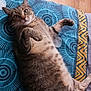 Pumba participe au concours pour gagner de l'argent avec cette photo : animal, blanket, blue, cat, curious, cute, domestic_animal, ears, feline, fur, indoor, laying_down, patterned, paws, pet, relaxed, tabby_cat, whiskers, wooden_floor, yellow