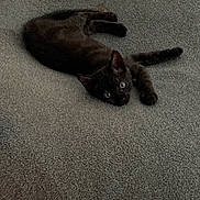 Kuro a rejoint le concours — aidez-le/la à gagner de superbes lots ! cat, kitten, black_cat, pet, indoor, carpet, floor, eyes, looking_up, paw, ears, cute, animal, lounging, resting, playful, whiskers, domestic_animal, feline, cozy