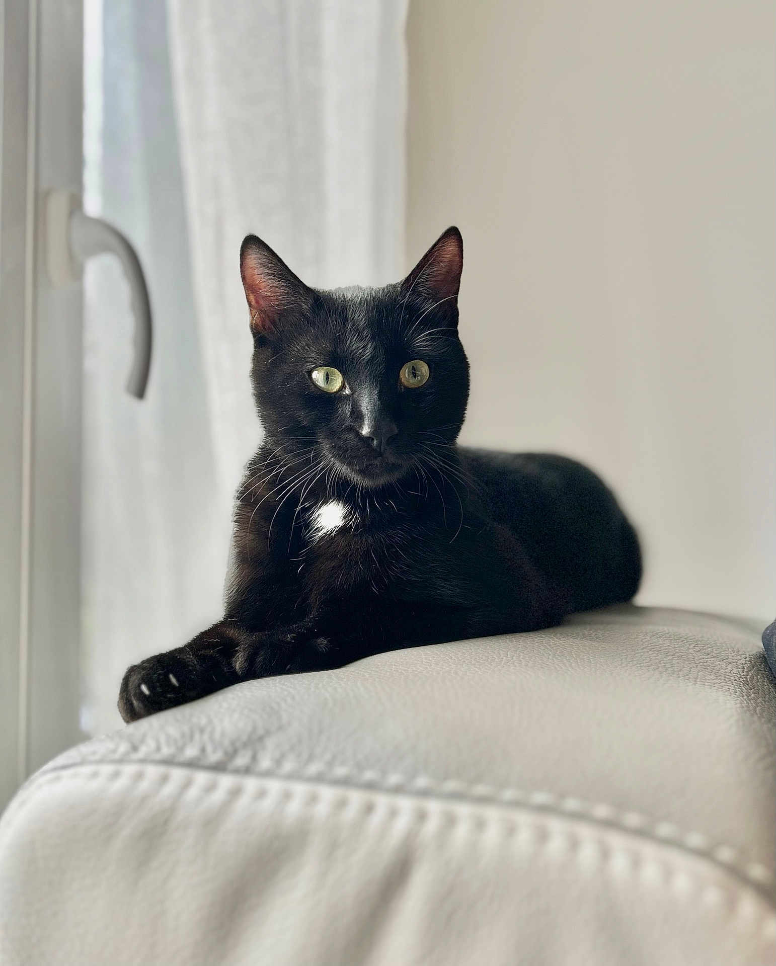 Kuro participe au concours pour gagner de l'argent avec cette photo : cat, black_cat, pet, feline, indoor, window, curtain, couch, leather, golden_eyes, whiskers, portrait, sitting, relaxed, paws, tuxedo_marking, soft_light, home, domestic_animal, close_up