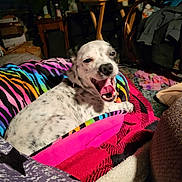 Ringo joined the competition — help win amazing prizes! blanket, carpet, colorful_blanket, cozy, cute, dog, furniture, indoor, living_room, mouth_open, pet, pile_of_clothes, pink_blanket, portrait, sleepy, small_dog, spotted_fur, tongue_out, yawning, zebra_stripes