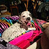 blanket, carpet, colorful_blanket, cozy, cute, dog, furniture, indoor, living_room, mouth_open, pet, pile_of_clothes, pink_blanket, portrait, sleepy, small_dog, spotted_fur, tongue_out, yawning, zebra_stripes