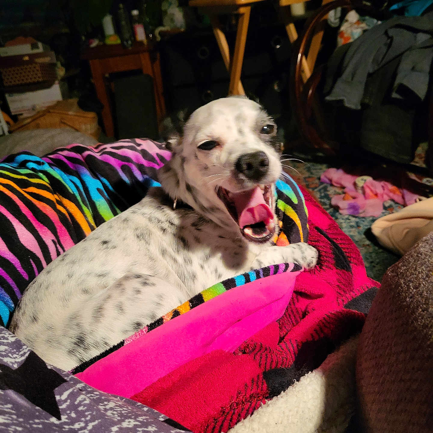 Ringo joined the competition — help win amazing prizes! blanket, carpet, colorful_blanket, cozy, cute, dog, furniture, indoor, living_room, mouth_open, pet, pile_of_clothes, pink_blanket, portrait, sleepy, small_dog, spotted_fur, tongue_out, yawning, zebra_stripes