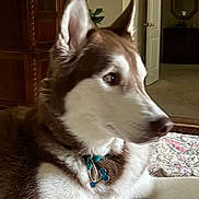 Donner joined the competition — help win amazing prizes! animal, bedspread, canine, carpet, collar, dog, domestic, door, ears, face, fur, furniture, houseplant, husky, indoor, mammal, pet, resting, side_view, tag