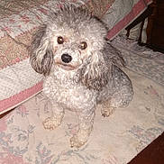 Annabelle is registered to the contest to win money with this photo: dog, poodle, indoor, bedroom, rug, furniture, blanket, quilt, pet, curious, animal, fur, small_dog, carpet, table, wood, cozy, cute, domestic, companion