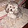 Annabelle