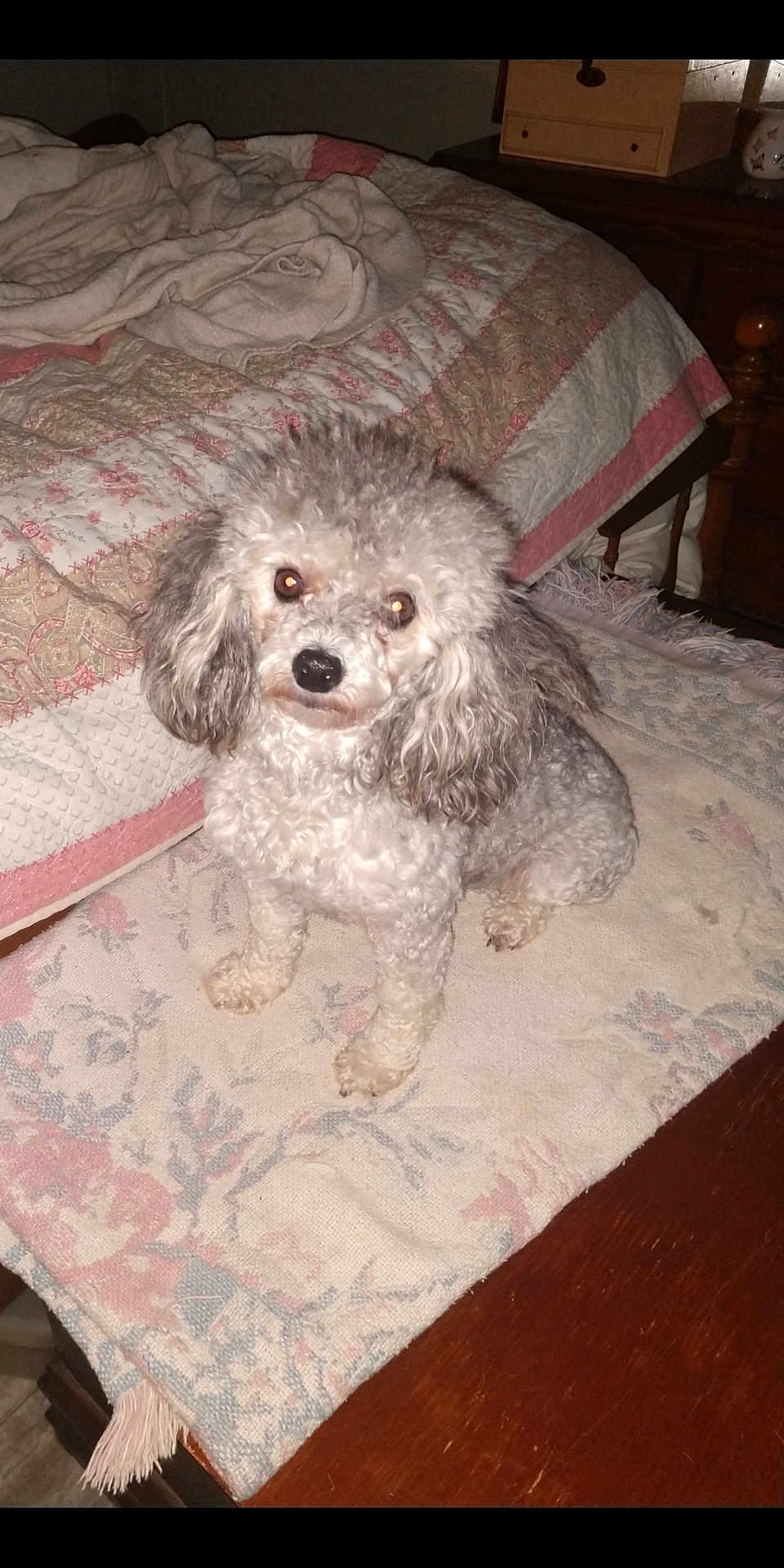 Annabelle is registered to the contest to win money with this photo: dog, poodle, indoor, bedroom, rug, furniture, blanket, quilt, pet, curious, animal, fur, small_dog, carpet, table, wood, cozy, cute, domestic, companion