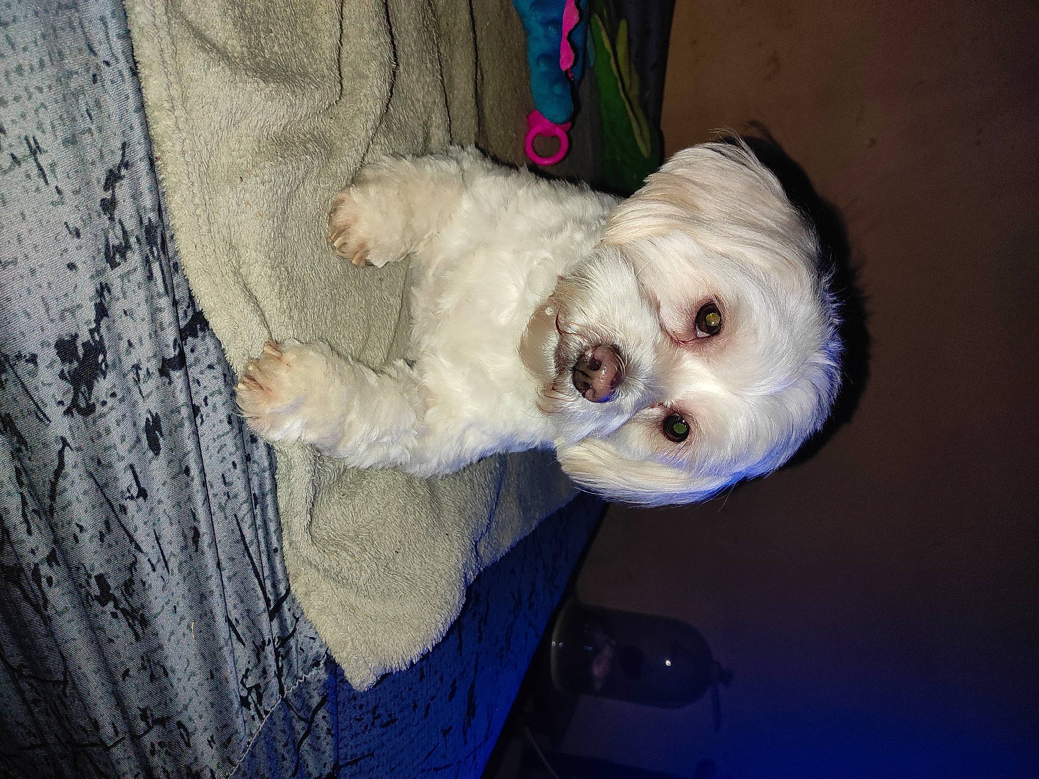 Naya a rejoint le concours — aidez-le/la à gagner de superbes lots ! carnivore, companion_dog, couch, dog, dog_breed, dog_clothes, dog_supply, eye, eyewear, fawn, fur, glasses, goggles, helmet, personal_protective_equipment, snout, sporting_group, sunglasses, toy_dog, whiskers