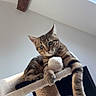 Nougat participe au concours pour gagner de l'argent avec cette photo : cat, cat_tree, claws, cozy, curious, domestic_animal, ears, feline, furniture, indoor, living_room, looking_down, paw, pet, relaxed, tabby, television, whiskers, window, wooden_beam