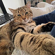 Nougat a rejoint le concours — aidez-le/la à gagner de superbes lots ! animal, blanket, cat, couch, cozy, cute, domestic_cat, fur, furniture, home, household, indoor, mammal, paw, pet, relaxed, resting, stretching, tabby_cat, whiskers